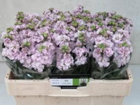 Matthiola iron cherry blossom