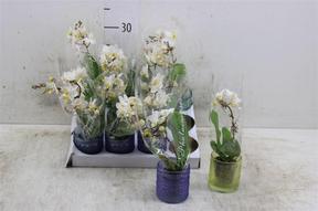 Phalaenopsis mini mix 2tak sklo