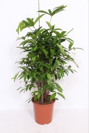 Sansevieria Futura Superba