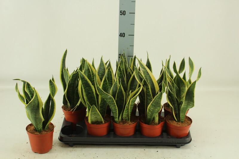 Sansevieria Futura Superba