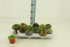 Sempervivum mix