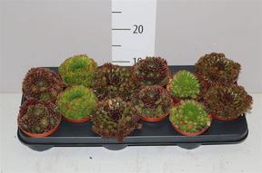 Sempervivum mix