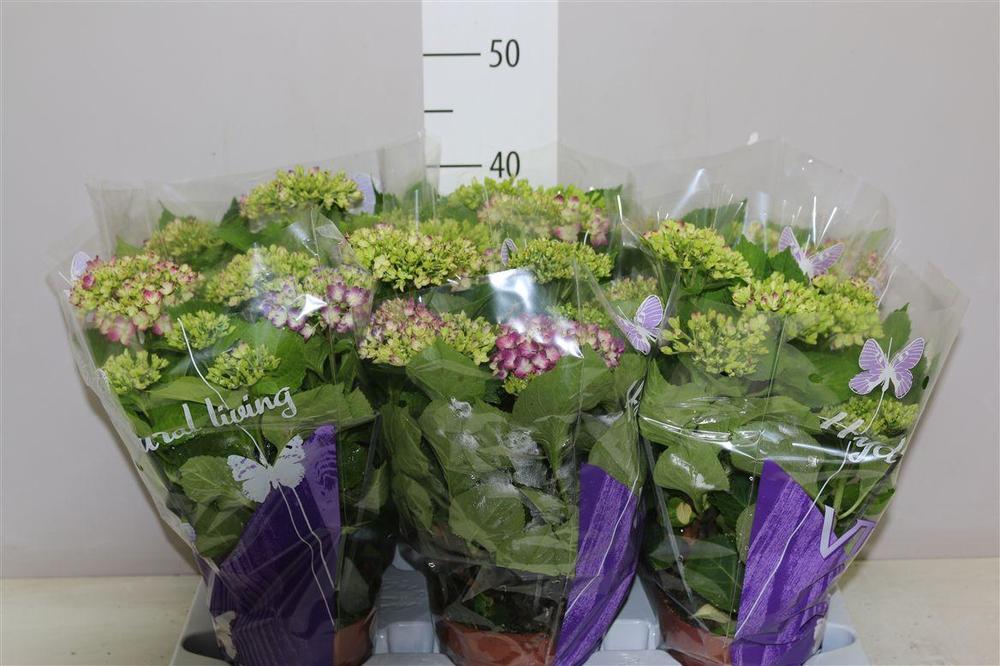 Hydrangea macr. mix