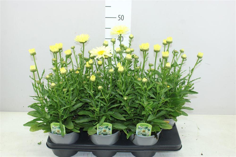 Leucanthemum superbum