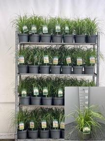 Cortaderia