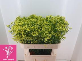 Limonium pineapple diamond