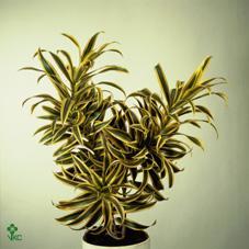 Dracaena Song of India