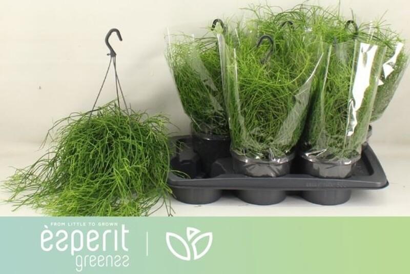 Rhipsalis baccifera Oasis závěs