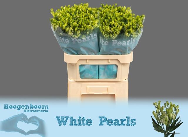 Alstro tr white pearls