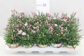Dianthus Peach Party