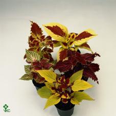 Coleus mix