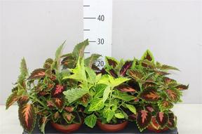 Coleus mix