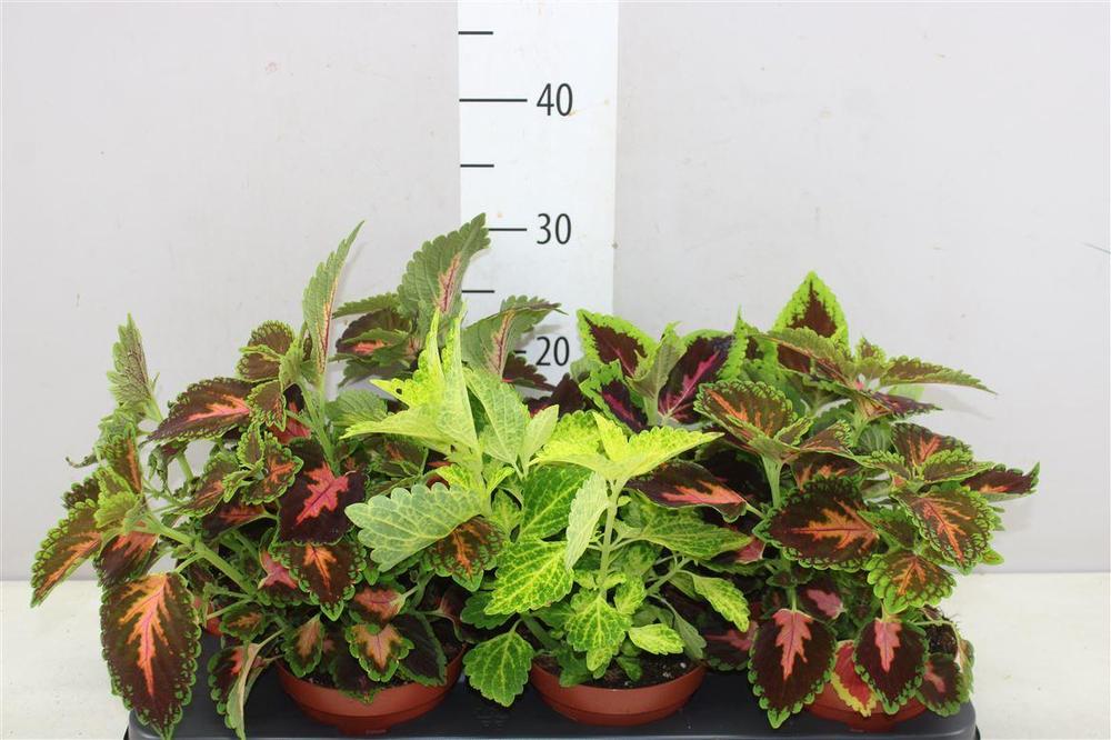 Coleus mix