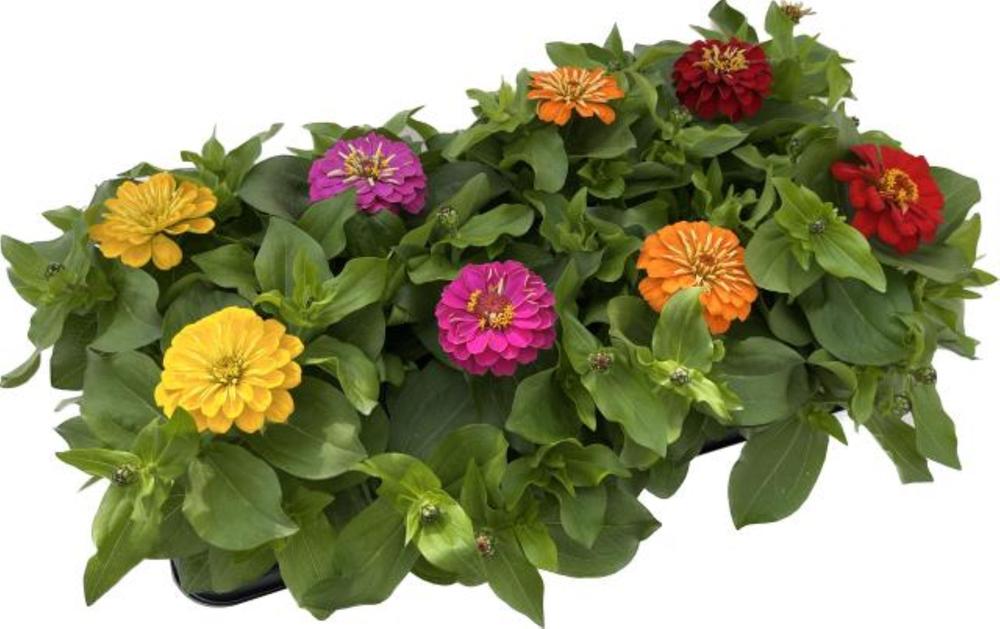 Zinnia elegans