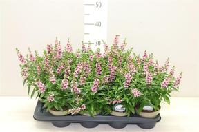 Angelonia Serena mix