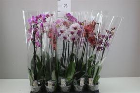 Phalaenopsis mix 2tak 12+
