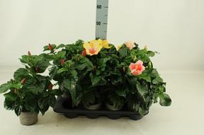 Hibiscus rosa-sin. Sunny mix