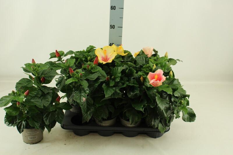 Hibiscus rosa-sin. Sunny mix