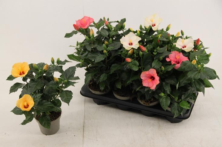 Hibiscus rosa-sin. Sunny mix