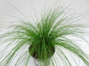 Stipa tenuifolia