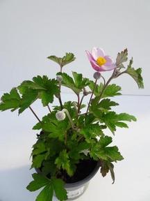 Anemone hupehensis