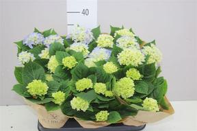 Hydrangea mix 3+
