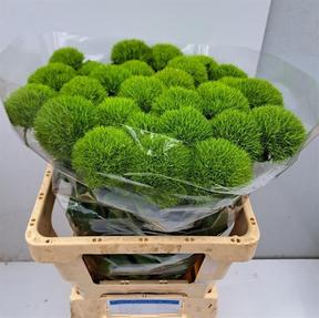 Dianthus barbathus kiwi mellow
