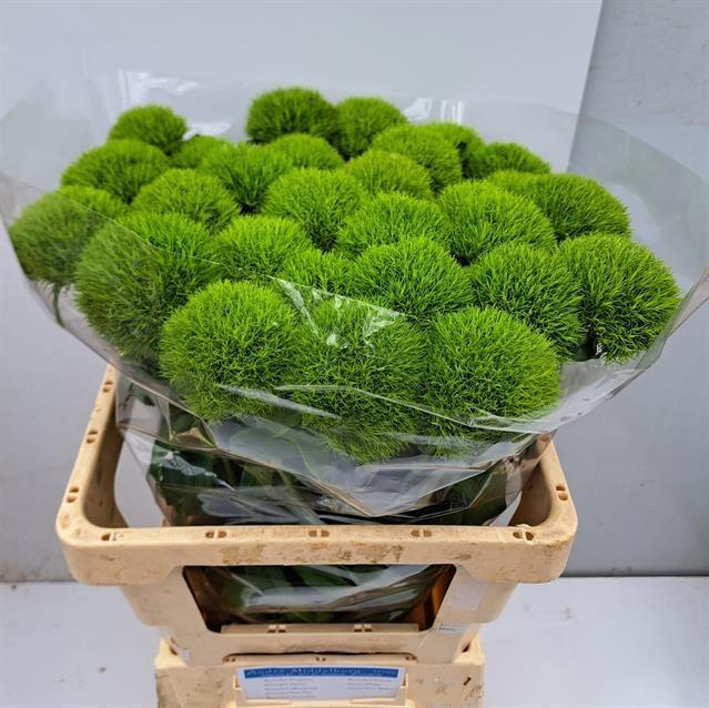 Dianthus barbathus kiwi mellow