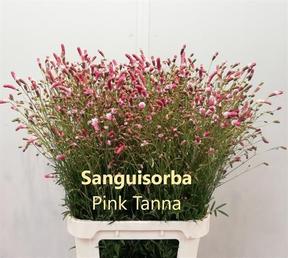 Sanguisorba pink tanna