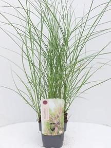 Miscanthus sinensis