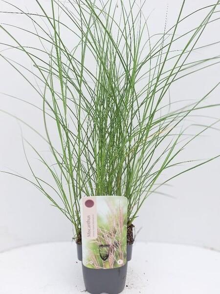 Miscanthus sinensis