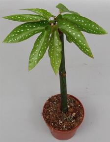 Begonia Tamaya on stem