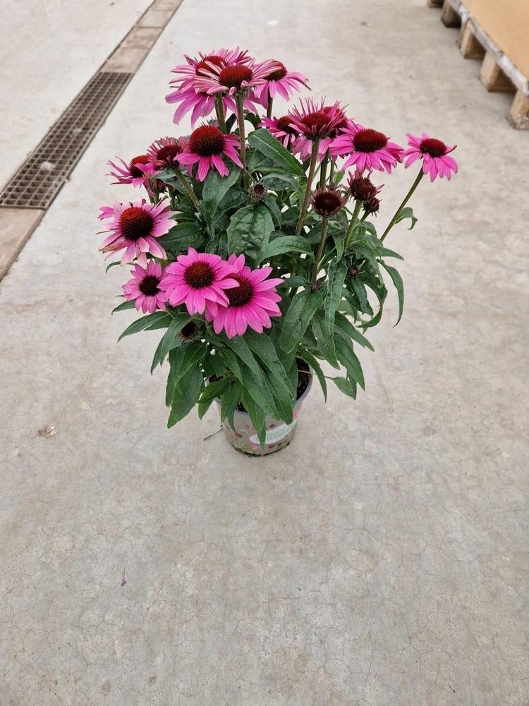 Echinacea purpurea