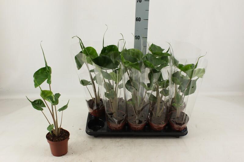 Alocasia macrorrhiza Stingray