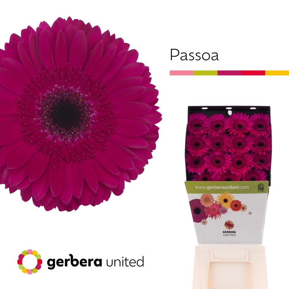 Gerbera diamond passoa