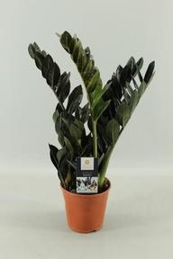 Zamioculcas Raven black