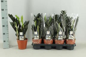 Zamioculcas Raven black