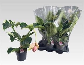 Medinilla magnifica 1+