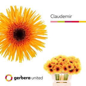 Gerbera diamond spider claudemir