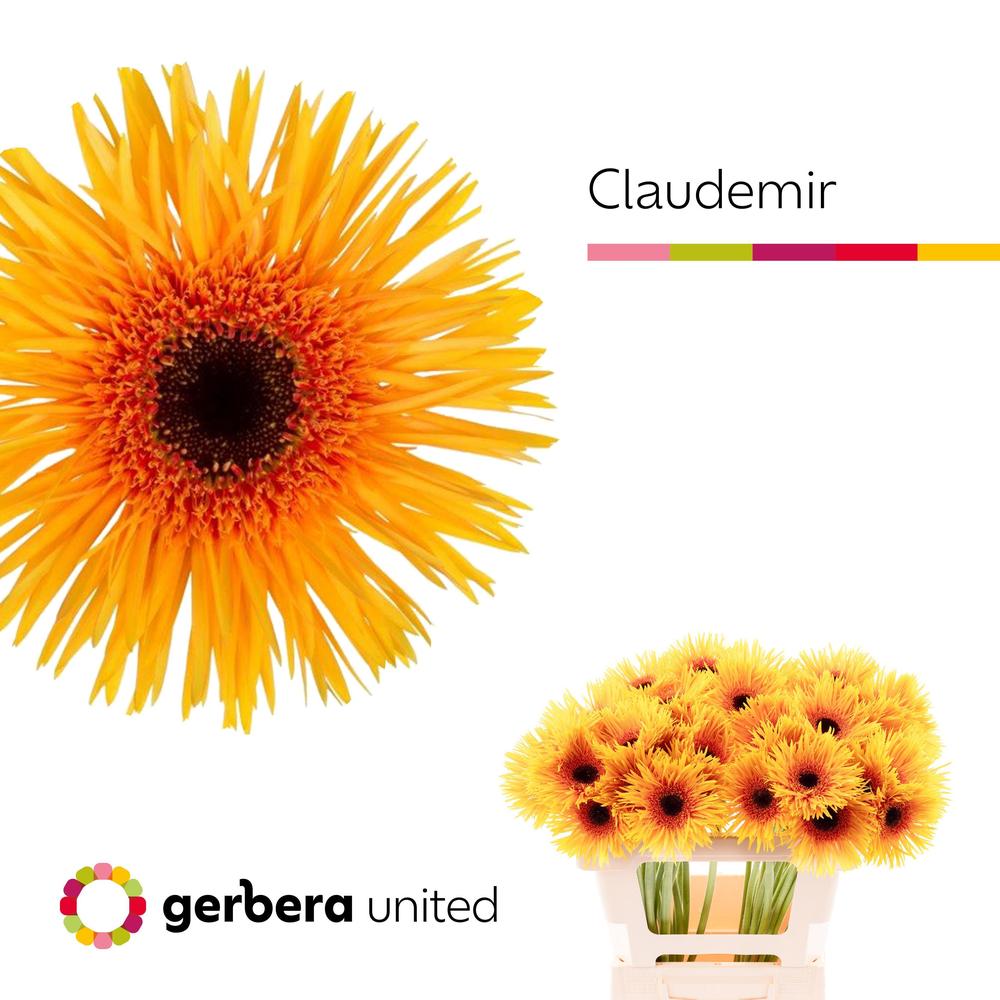 Gerbera diamond spider claudemir