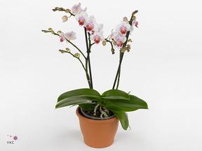 Phalaenopsis multiflora mix 1tak keramika