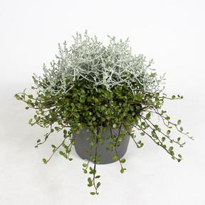Calocephalus + muehlenbeckia