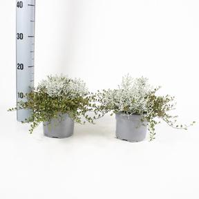 Calocephalus + muehlenbeckia