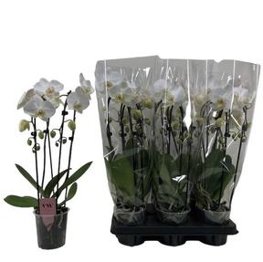Phalaenopsis Elegant Cascade 