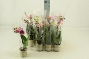 Phalaenopsis kolibri mix 2tak