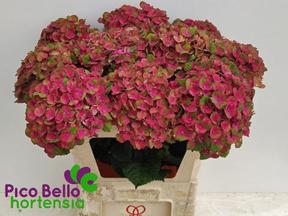 Hydrangea mag charlotte