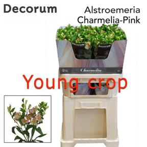 Alstro tr charmelia