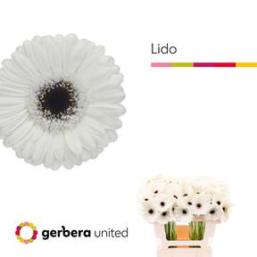 Germini plastic lido