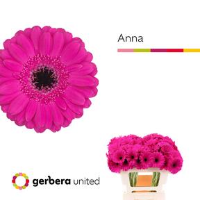 Germini plastic anna