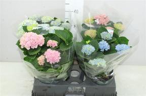 Hydrangea Magical Revolution 3-4 mix